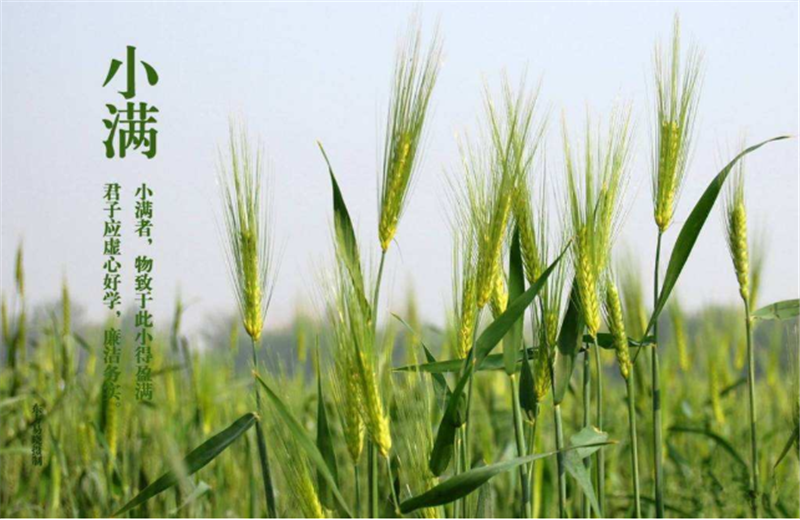 什么是二十四節氣“小滿”它的習俗又是什么？